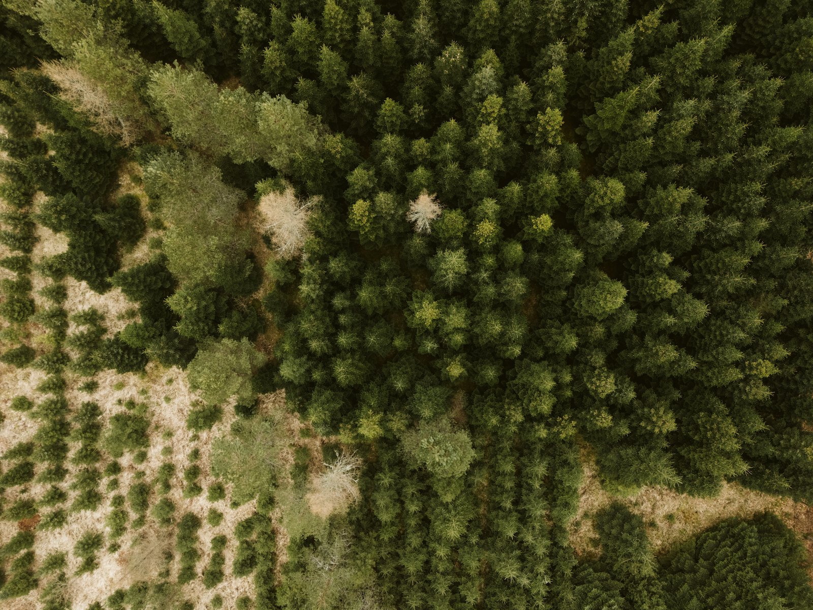 Luftfoto af en tæt grøn skov