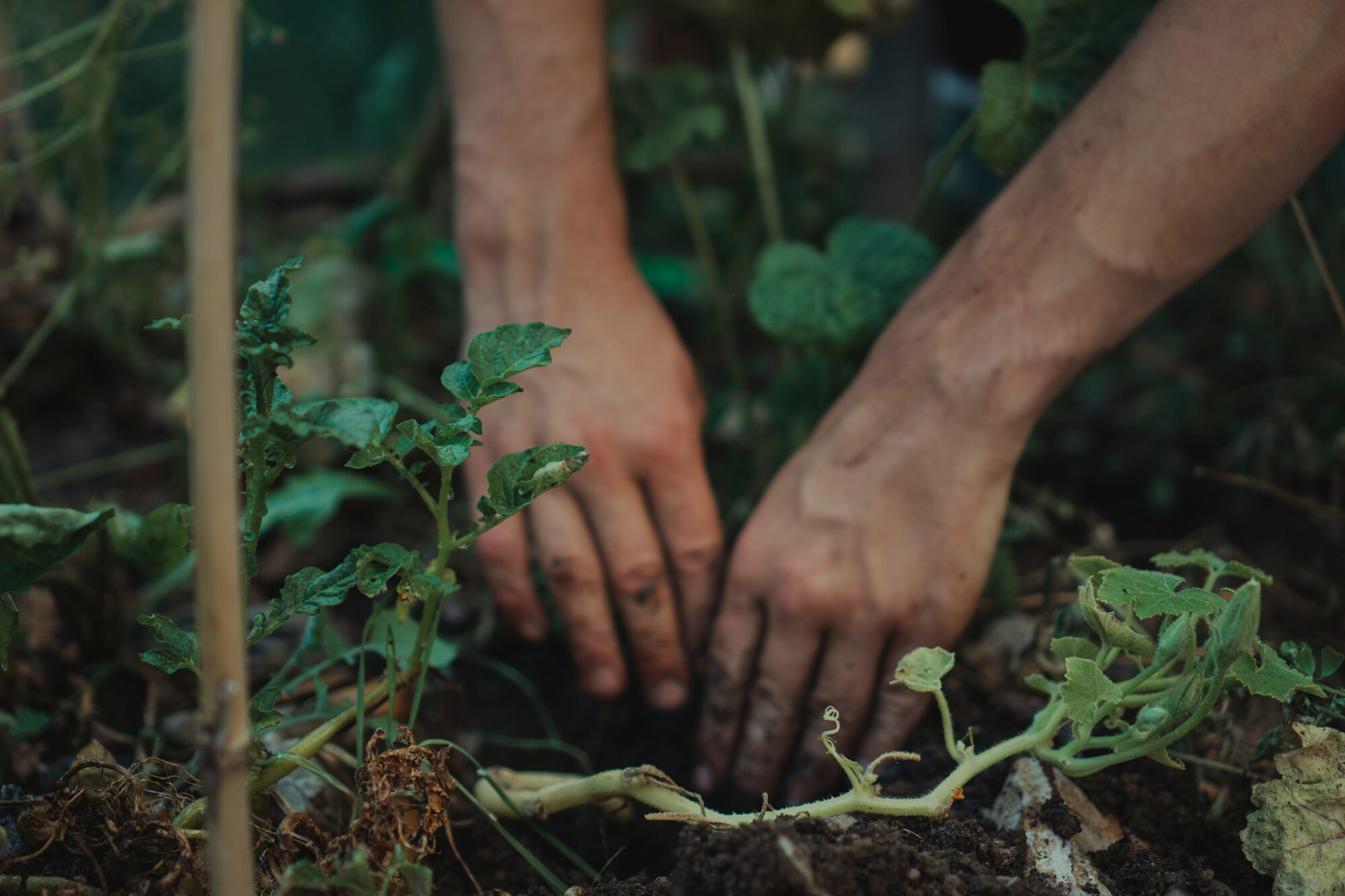Hands planting young growth into dark, healthy soil
